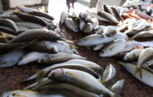 豬價重挫引發連鎖反應 豬肉、雞蛋、魚價齊跌，農產品市場迎來調整期